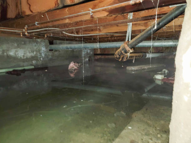 Best Water damage restoration near me  in Bethel Island, CA